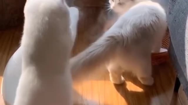 Baby cat funny video Best funny moment's on CAThud