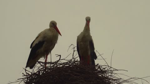 The bird couple