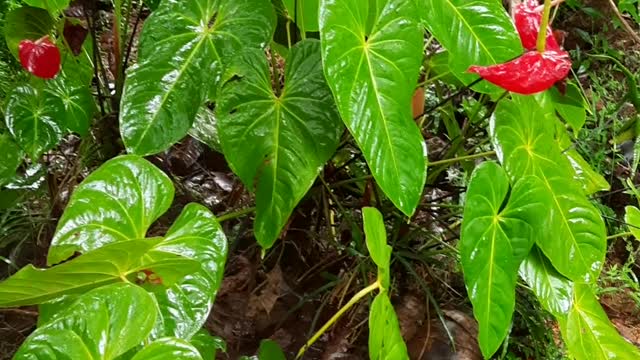 Red flower most beutiful ..it is ohsome