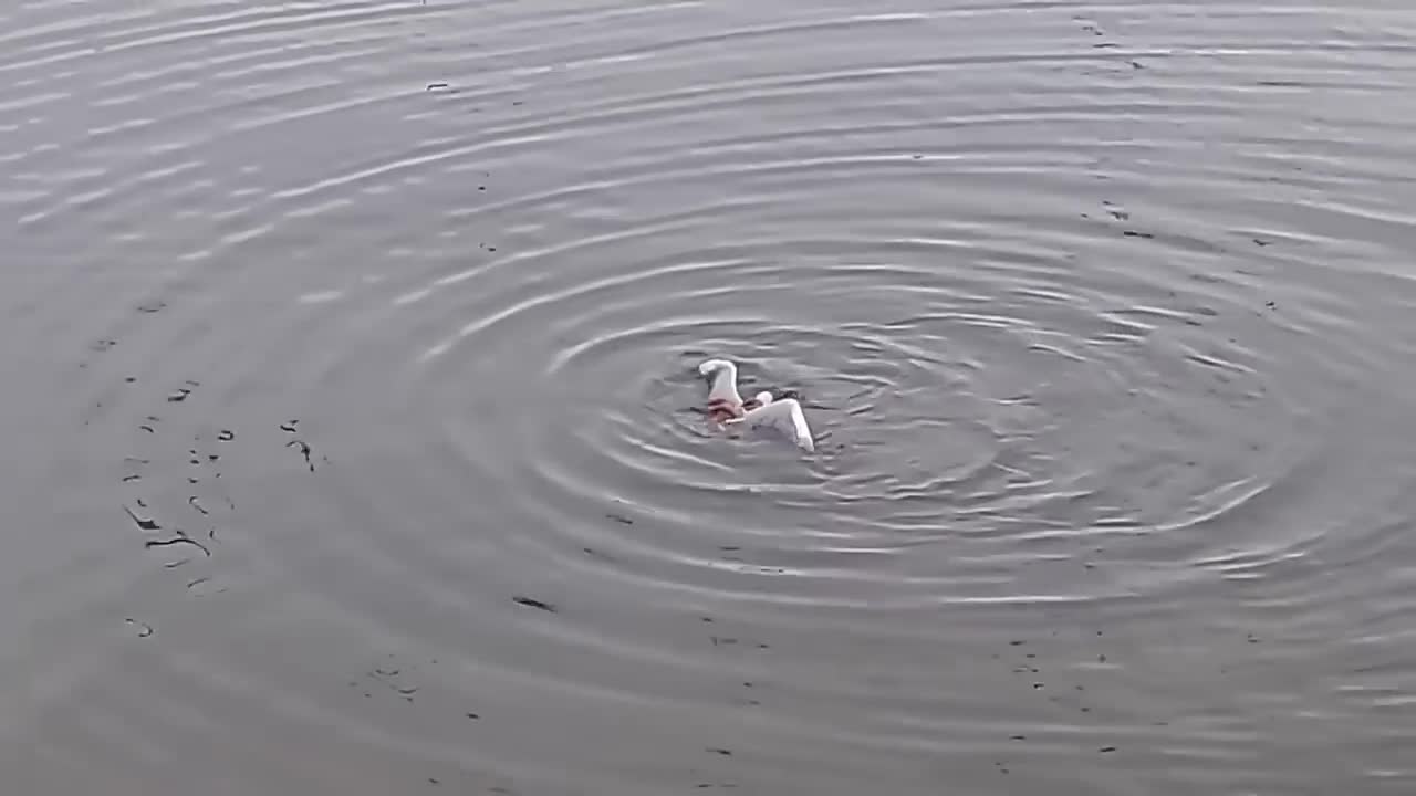 The Eagle Dies While Hunting Octopus In The Ocean