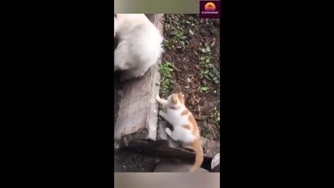 Cute Cats