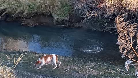 Bird dog and a Beaver