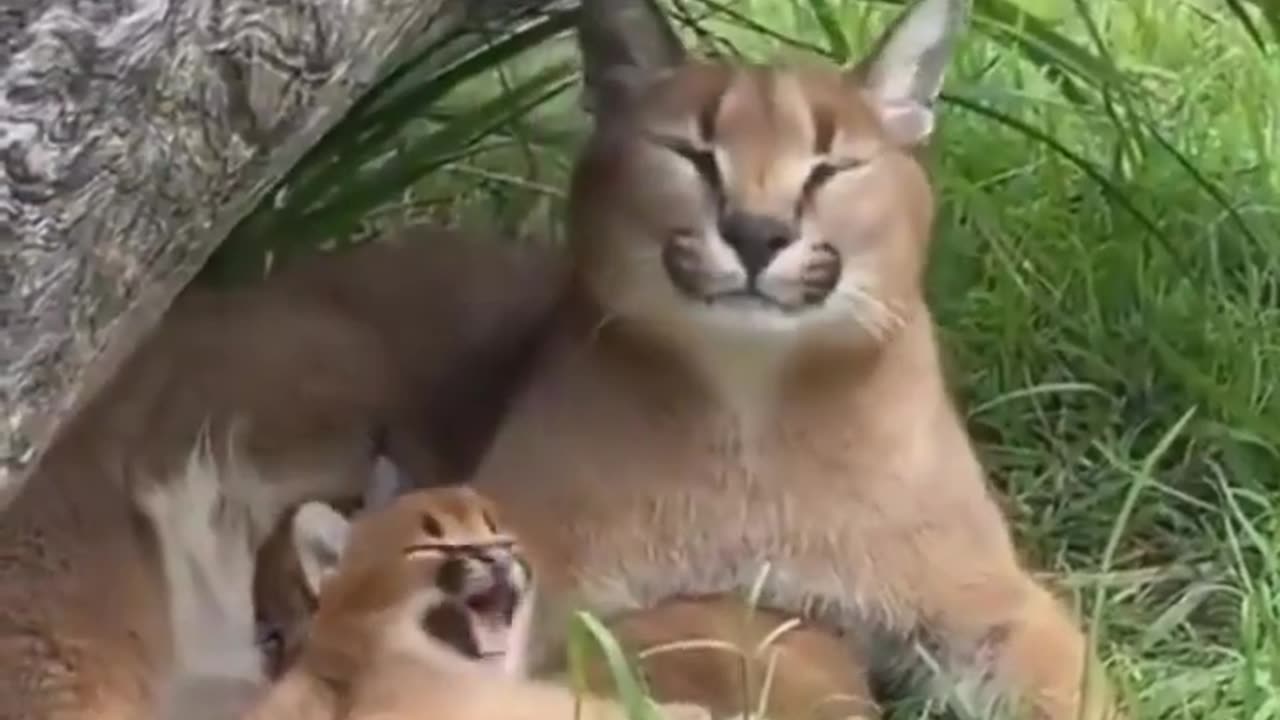 mother is teaching to Child｜｜cute animals #shorts #animals #youtubeshorts #cat #tiktok #viral