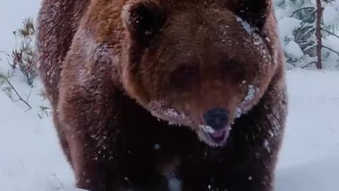 Majestic brown bear strolling through the snow
