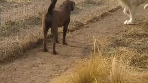 The lion apologizes to a dog