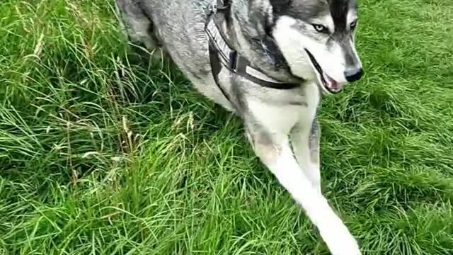 ❤️💙🖤🤎🐾🐺🐾🤎🖤💙❤️ #husky #siberianhuskies #dogsofinstagra