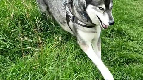 ❤️💙🖤🤎🐾🐺🐾🤎🖤💙❤️ #husky #siberianhuskies #dogsofinstagra