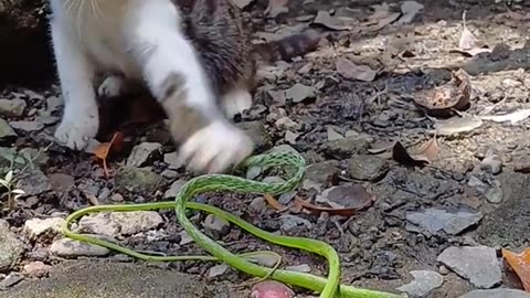 #Useful#Beautiful#Funny #Funny video#laugh# interesting#video#short video#short#short cut