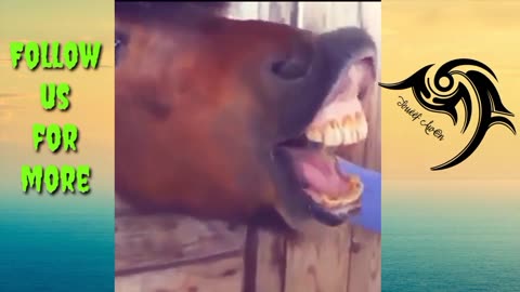 Funny_Horse_Videos Around the world Try_Not To Laugh_[BEST_OF](720p)