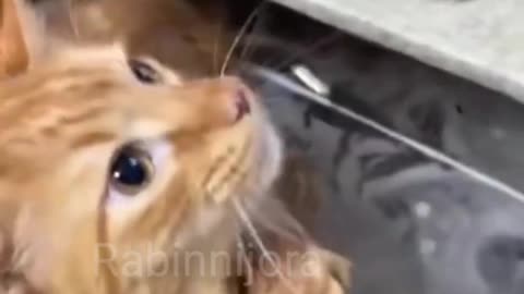 Funny cute cat 😺🐈 sound