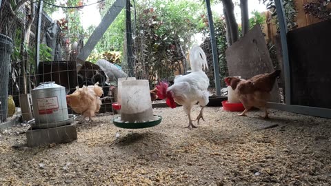 Backyard Chickens Fun Relaxing Video Sounds Noises Hens Clucking Roosters Crowing!