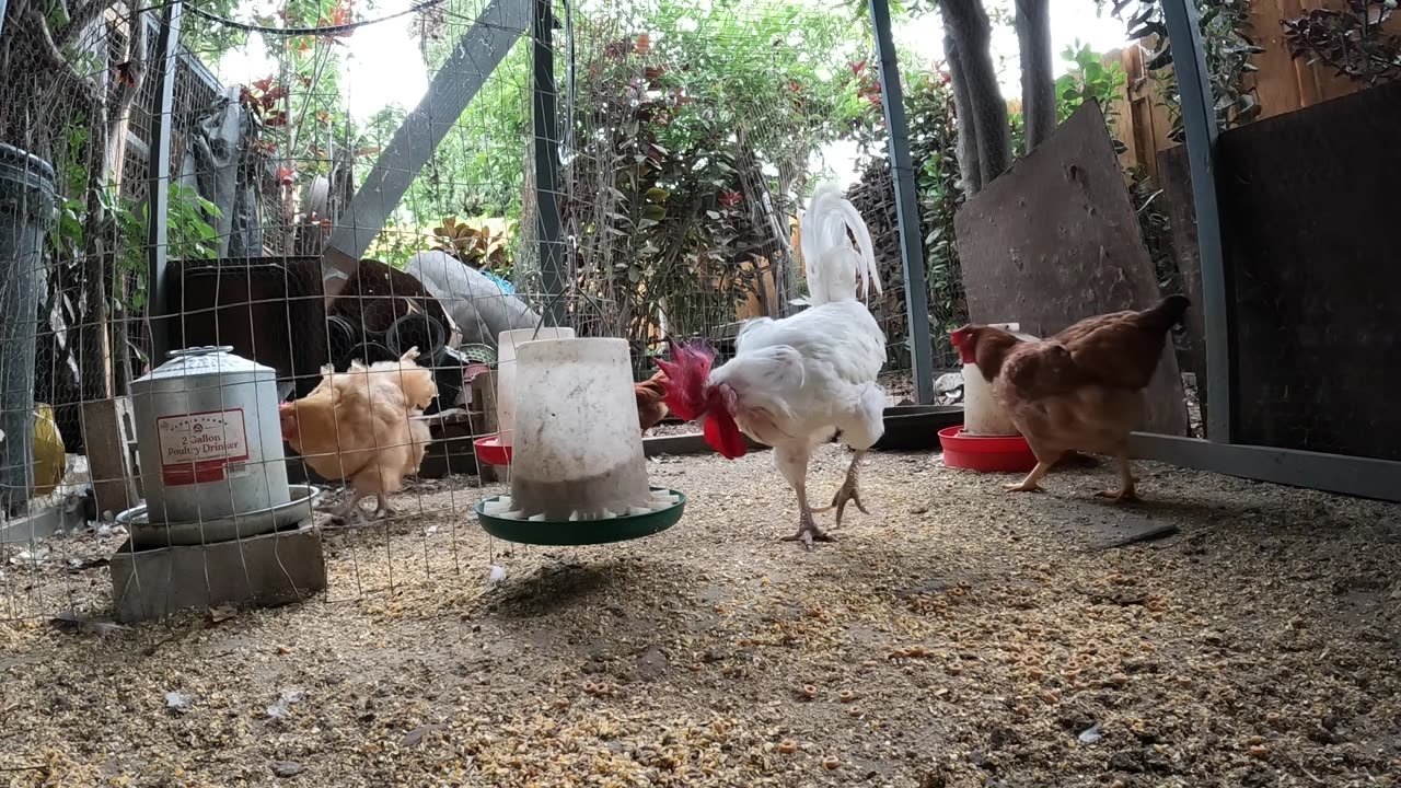 Backyard Chickens Fun Relaxing Video Sounds Noises Hens Clucking Roosters Crowing!