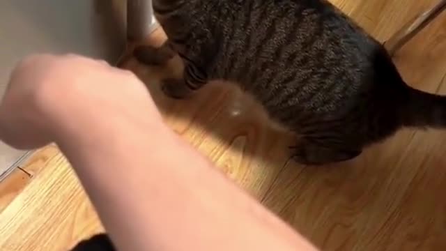 catlover 😂😂😂