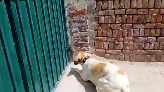 brave dog fighting with mouse