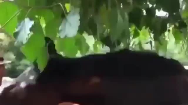 Angry horse bite his owner when he showing his love😨🤐