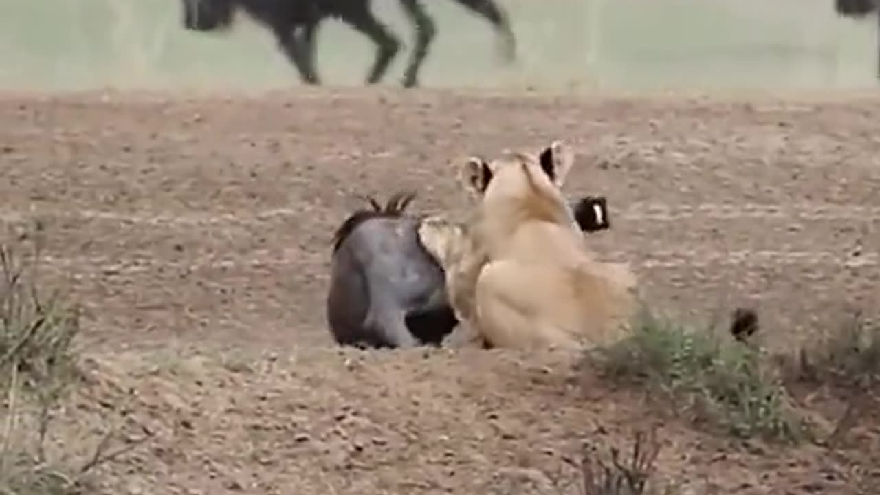 Lion catch cow real video