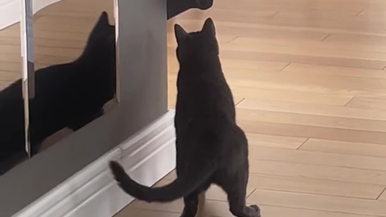 pranks on cats