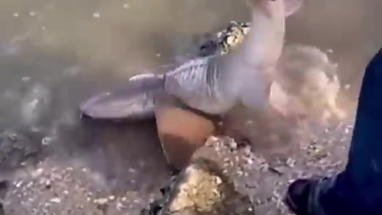 Rescue fish