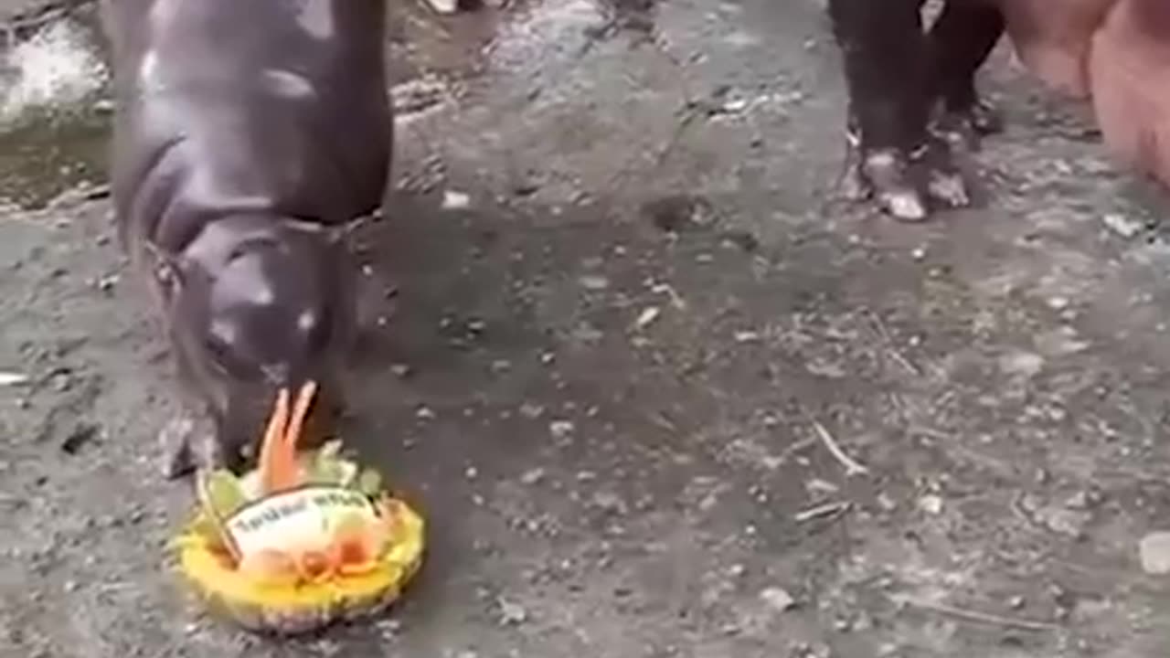 Viral Baby Hippo Moo Dang Predicts Trump Will Win On Which Cake She Eats