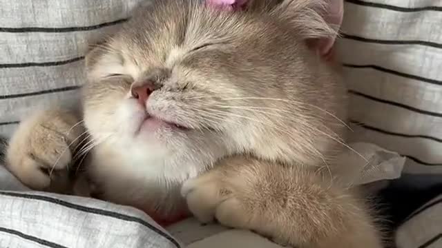 give 5 words for this kitty