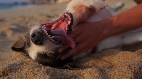 Beautiful Dog Puppy Pet 🥰 #trending #viral