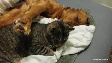 dog and cat friendship