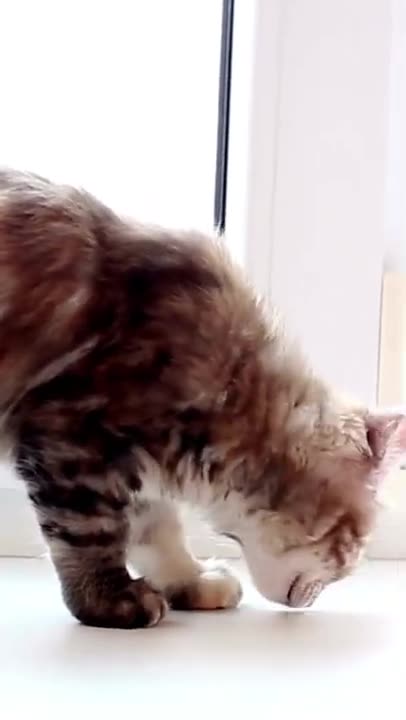 Japanese Bobtail, cat Funny, Cute Cat, #Shorts [Bobtail], Funny Cute Pets Lovers