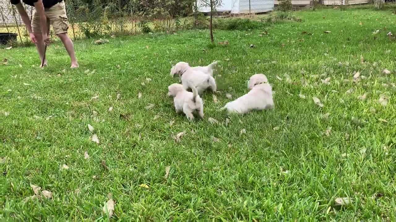 The pups in Evan's yard