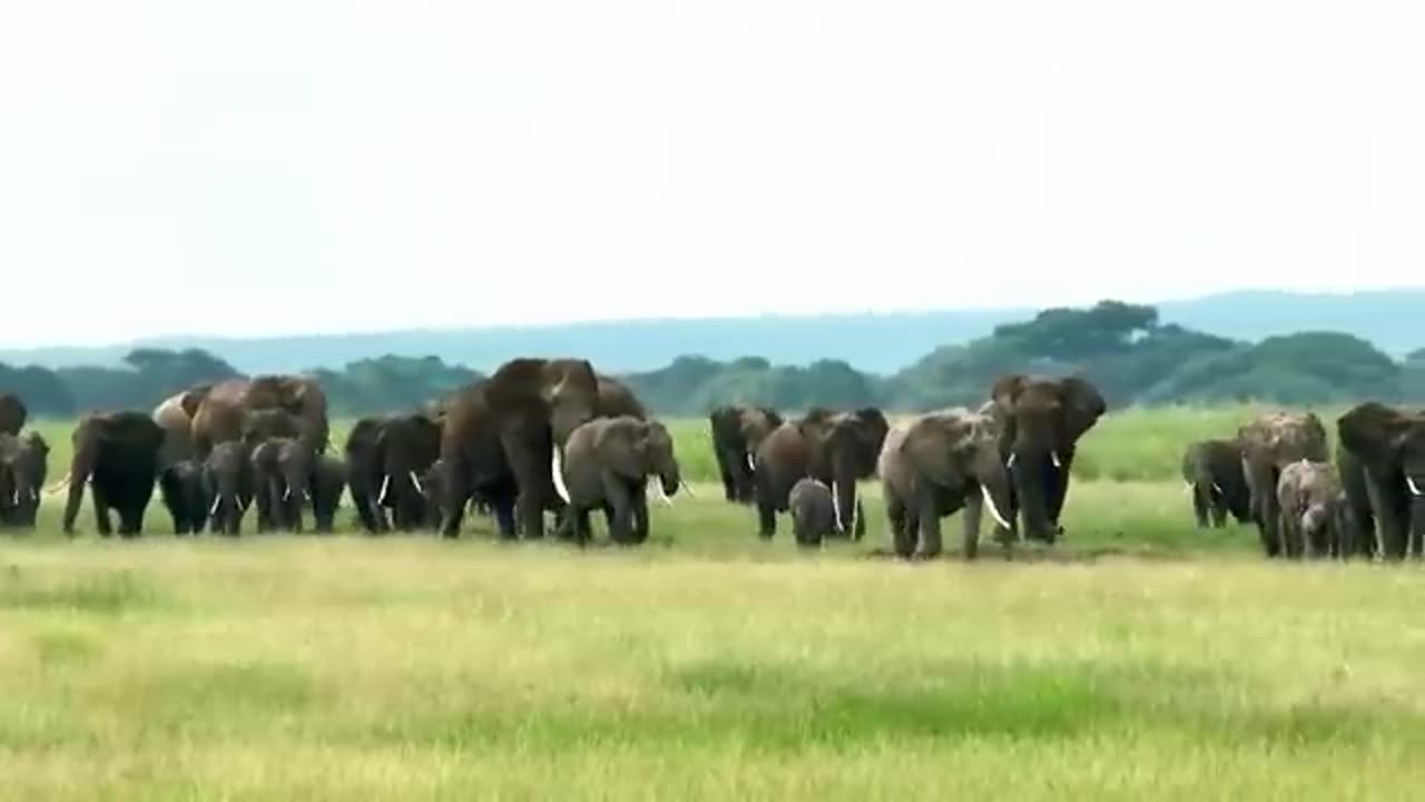 Wildlife - The Fascinating World of Wild Animals _ Full Series _ Free Documentary Nature