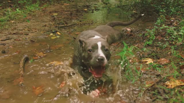 A Dog Getting Wet In The Creek