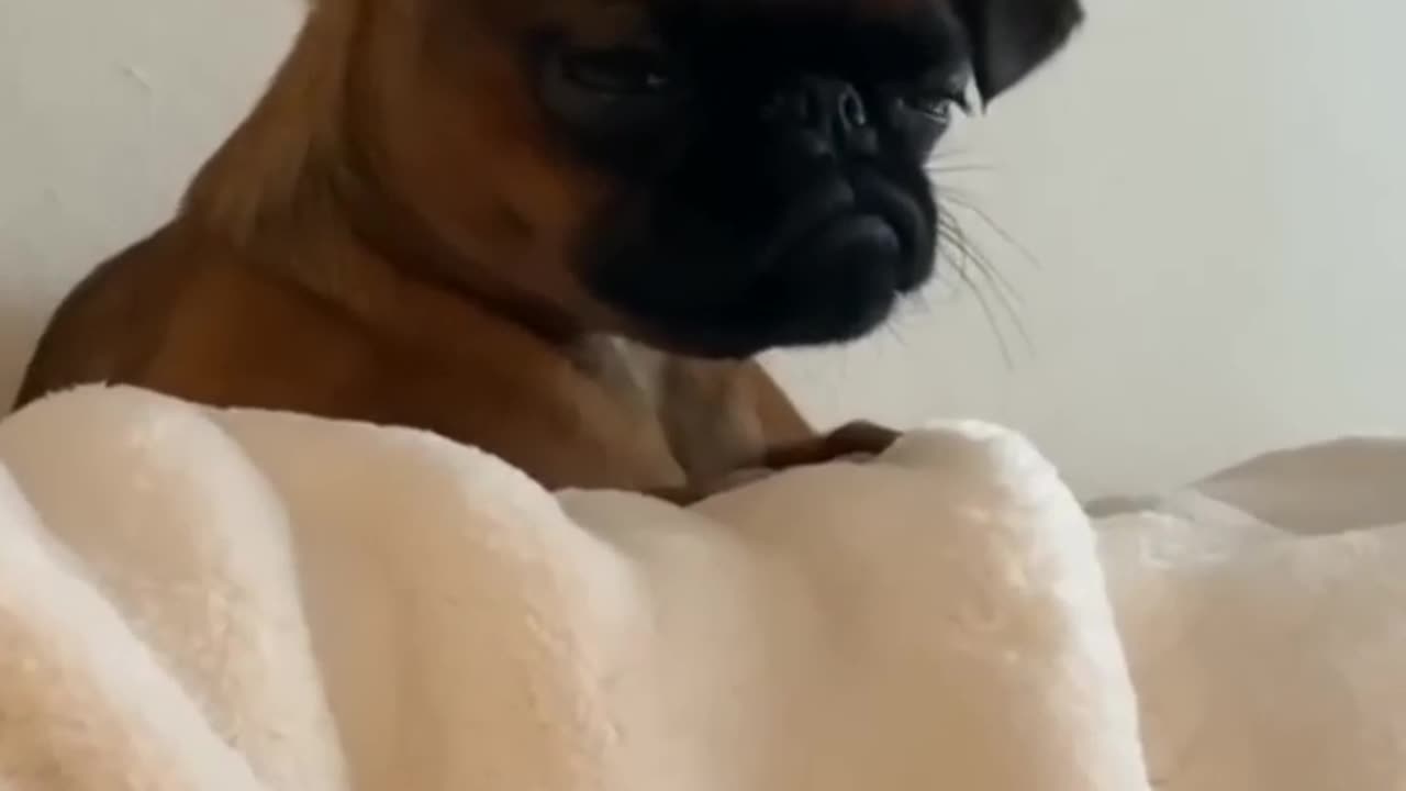 Animal Fundub