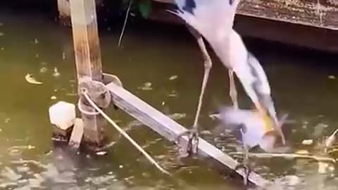 Clever Bird Fishing