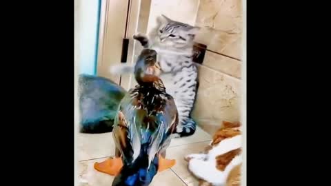 Cute cat don't want fight but Duck wants to goes on.