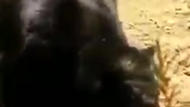 Thirsty Bear Drinks Water From Bucket And Dips Themselves Inside To Cool Down