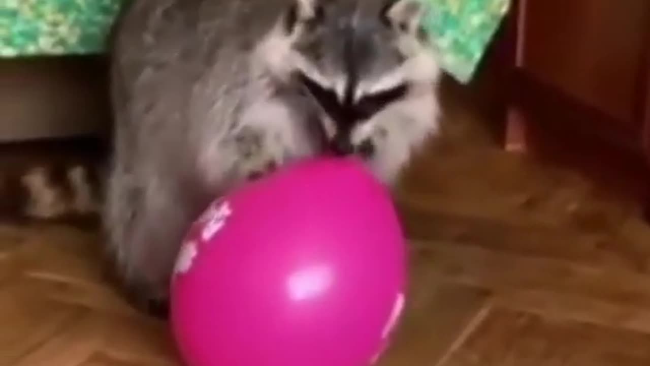 Funny racoon videos compilation April 2019