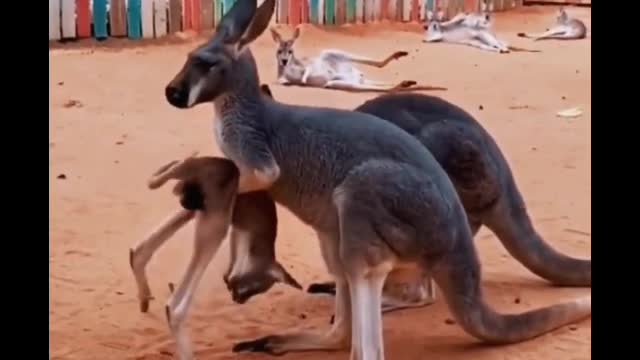 When the kangaroo grew up, Mother kangaroo didn't let it near her pocket