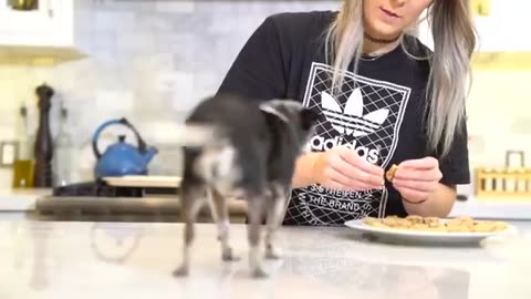 Homemade dog treats