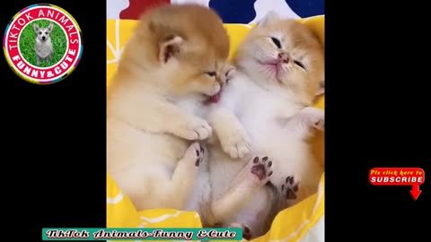 TikTok Animals-Funny and Cute -Cat Video #09 || TikTok Animals-Funny and Cute Channel.