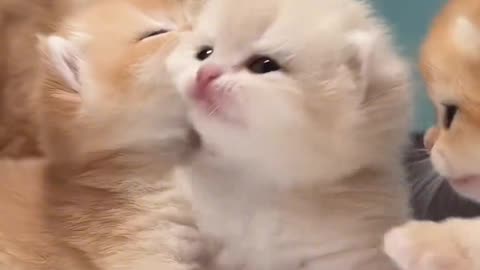 Lovely baby cats funny