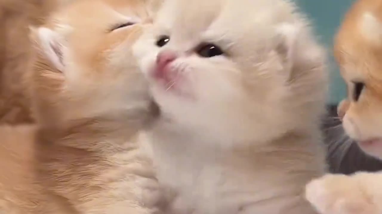 Lovely baby cats funny