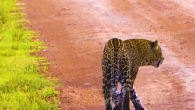 african wildlife leopard