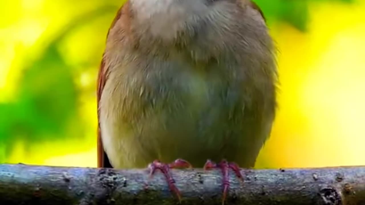 The best bird song