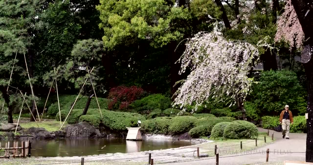 Japanese Cherry Blossoms 2014 - 4K