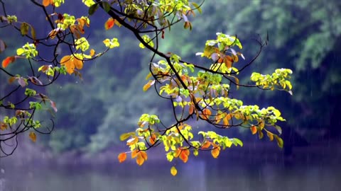 "Rainfall Rhapsody: A Symphony of Nature's Tears"