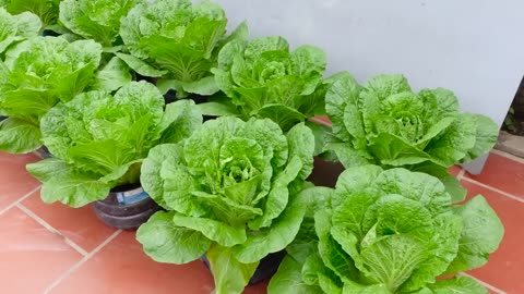 How to grow cabbage