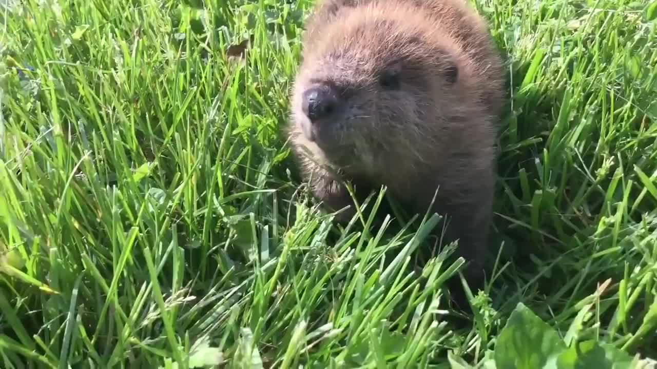 Meet Beatrice, the adorable orphan baby beaver rescued in Kentucky