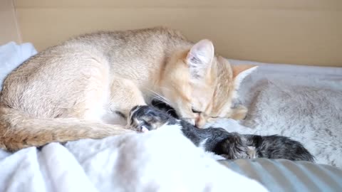 3 baby kittens, first morning