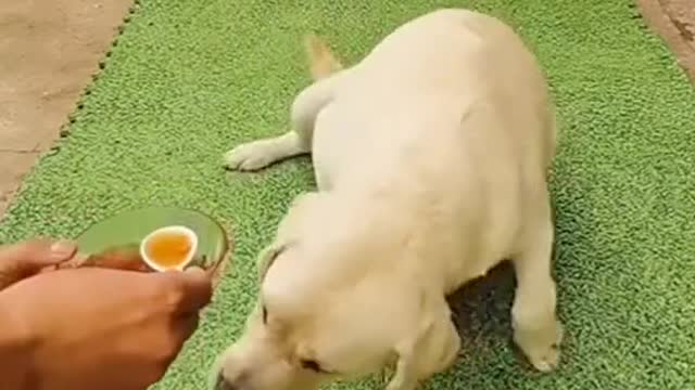 Cute dog video- fuuny video compilation