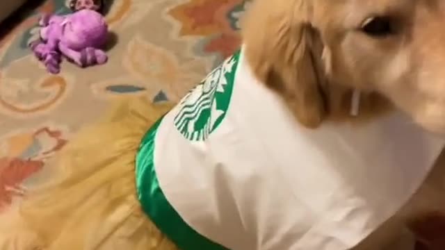 Starbucks Worker 😻