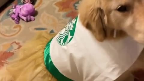 Starbucks Worker 😻